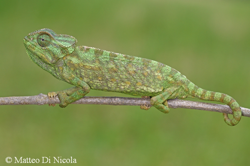 Camaleonte (Chamaeleo chamaeleon)  dal Sud Italia.
